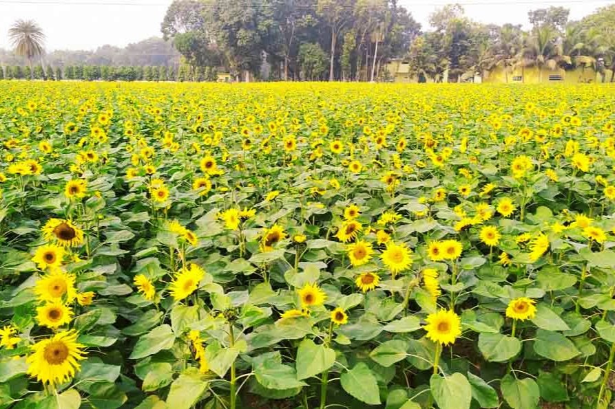 টাঙ্গাইলের যমুনা তীরে সূর্যমুখীর সোনালি হাসি, বদলে যাচ্ছে জেলার কৃষির চিত্র