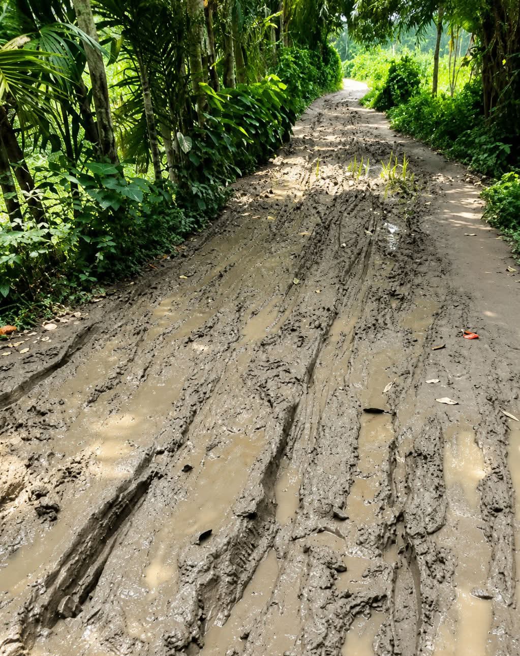 গোপালপুরে সড়কের বেহাল দশা, রাস্তায় ধান রোপণ করে প্রতিবাদ।